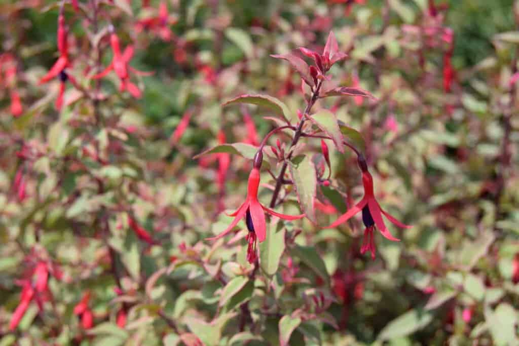 Fuchsia magellanica 'Versicolor' 20-30 cm